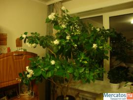 Гардения жасминовидная 2