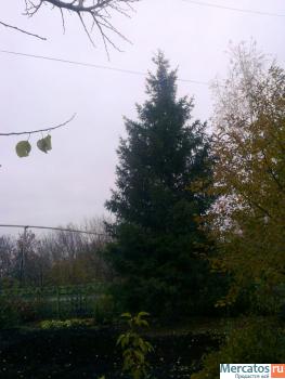 Взрослая ель 2