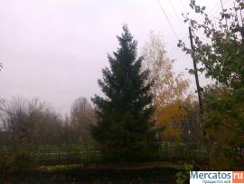 Взрослая ель 3