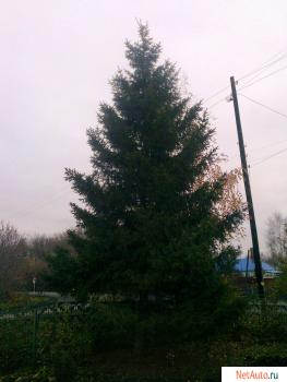 Взрослая ель