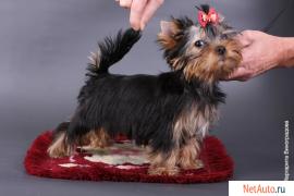 Йоркширский терьер мальчик,документы РКФ