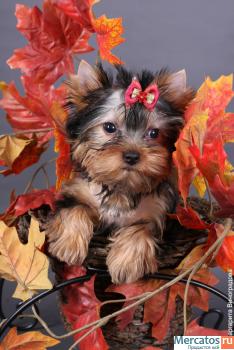 Йоркширский терьер мальчик,документы РКФ 2