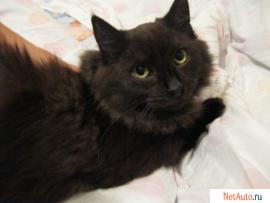 Котик 6 мес.