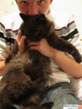 Котик 6 мес. 2