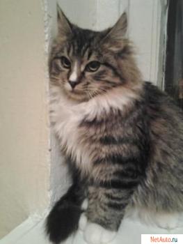 Кошечка 5 мес.