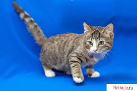 Котенок 3,5 мес