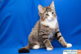 Котенок 3,5 мес 2