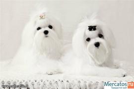 Мальтезе Мини щенки 2