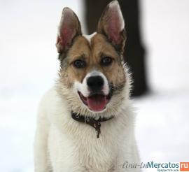 Ласковый, добрый, веселый, смышленый пес Винсент в дар, в добрые