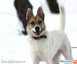 Ласковый, добрый, веселый, смышленый пес Винсент в дар, в добрые 2