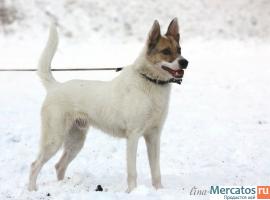 Ласковый, добрый, веселый, смышленый пес Винсент в дар, в добрые 3