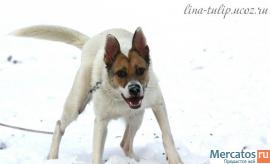 Ласковый, добрый, веселый, смышленый пес Винсент в дар, в добрые 4