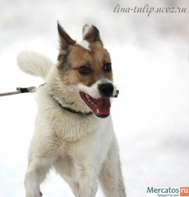 Ласковый, добрый, веселый, смышленый пес Винсент в дар, в добрые 5