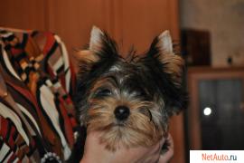 клубные щенки йоркширского терьера