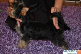 клубные щенки йоркширского терьера 2