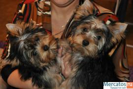 клубные щенки йоркширского терьера 3