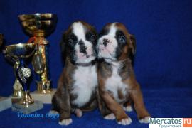 Щенки Немецкого Боксера