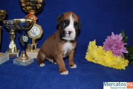 Щенки Немецкого Боксера 2