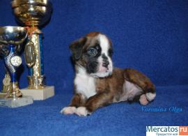 Щенки Немецкого Боксера 3