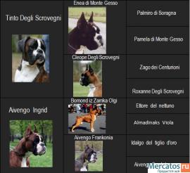 Щенки Немецкого Боксера 4