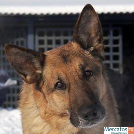 Овчар в дар! Породистый немец в добрые руки