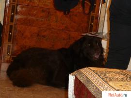 НЬЮФАУНДЛЕНД ИЩЕТ ПОДРУГУ