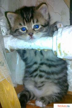 котенок...........................