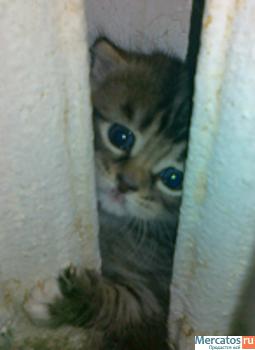 котенок........................... 2