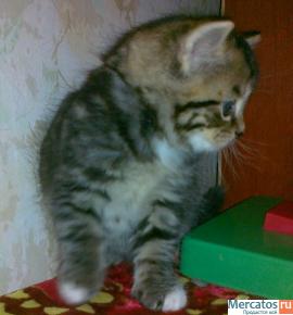 котенок........................... 3