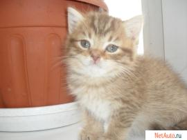 Продам британского котёнка
