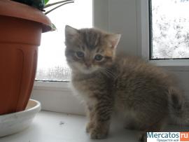 Продам британского котёнка 2