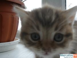 Продам британского котёнка 3