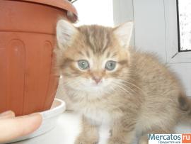 Продам британского котёнка 4