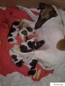 Щенки фокстерьера гладкошёрстного