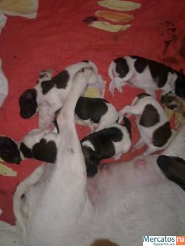 Щенки фокстерьера гладкошёрстного 2