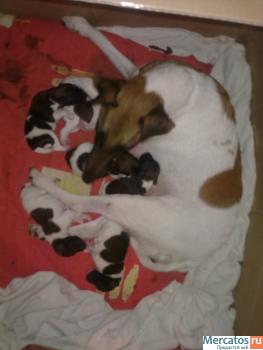 Щенки фокстерьера гладкошёрстного 3