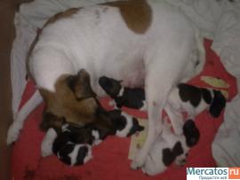 Щенки фокстерьера гладкошёрстного 4