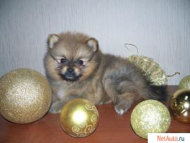 Щенки миниатюрного шпица