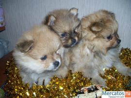 Щенки миниатюрного шпица 2