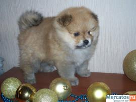 Щенки миниатюрного шпица 3