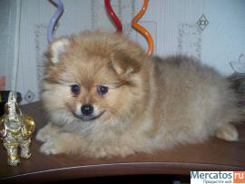 Щенки миниатюрного шпица 4