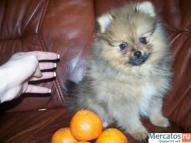 Щенки миниатюрного шпица 5