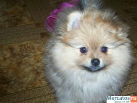 Щенки миниатюрного шпица 6