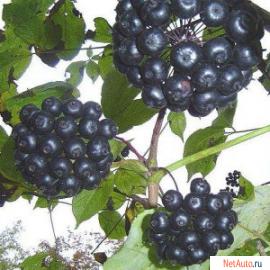 полезные растения