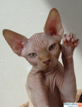 КАНАДСКИЙ КРАСАВЕЦ!!!