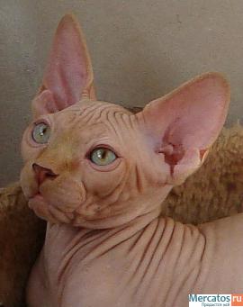 КАНАДСКИЙ КРАСАВЕЦ!!! 2