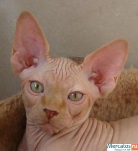 КАНАДСКИЙ КРАСАВЕЦ!!! 3