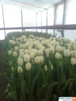 продаю тюльпаны к 8 марта