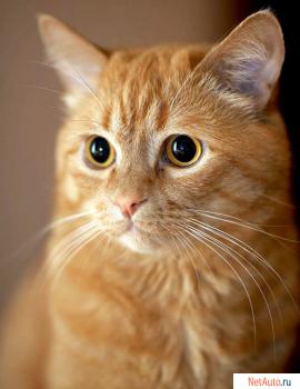 2 Молодых рыжих котика ищут дом!