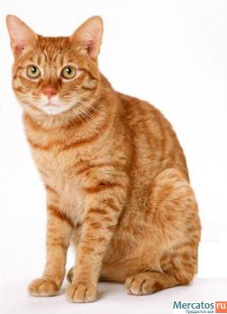 2 Молодых рыжих котика ищут дом! 2